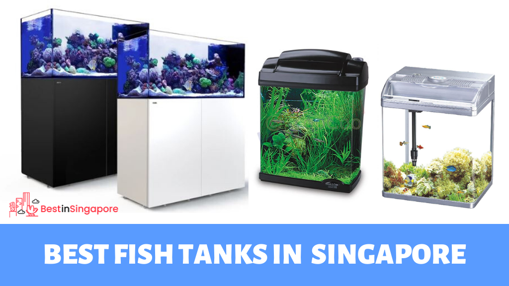 best online freshwater fish stores