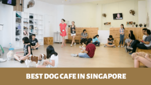 Best Dog Cafes in Singapore