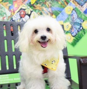 Cotton (cottonthemaltese)