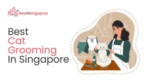 Best Cat Grooming in Singapore