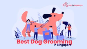 Best Dog Grooming in Singapore