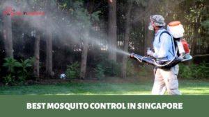 Best Mosquito Control in Singapore