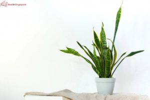 Snake Plant Houseplant