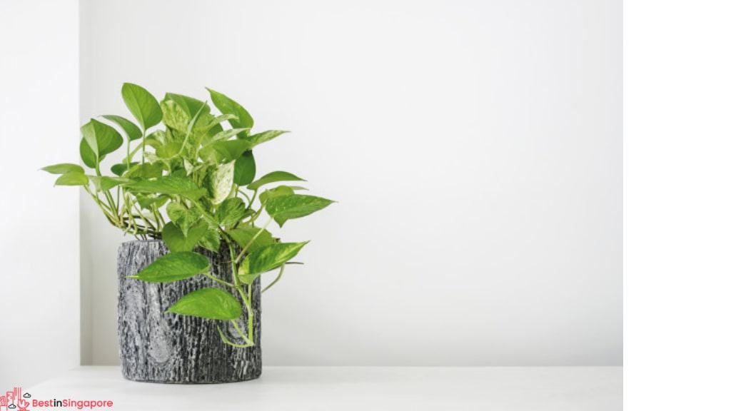 Money Plant Houseplant