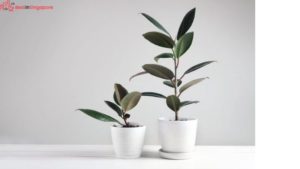 Rubber Plant Houseplant