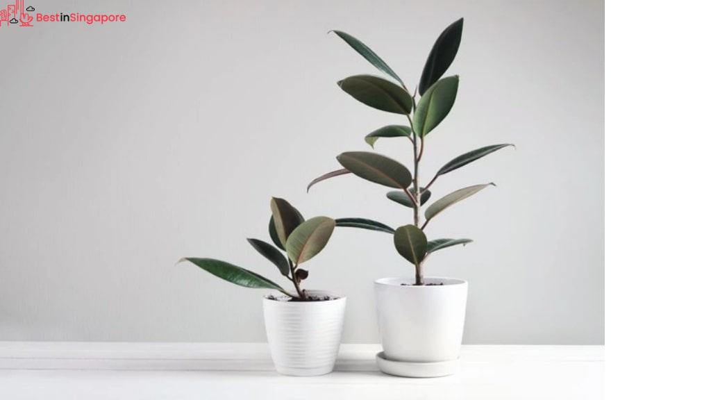 Rubber Plant Houseplant