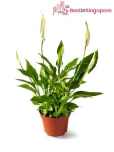 Peace Lily Houseplant