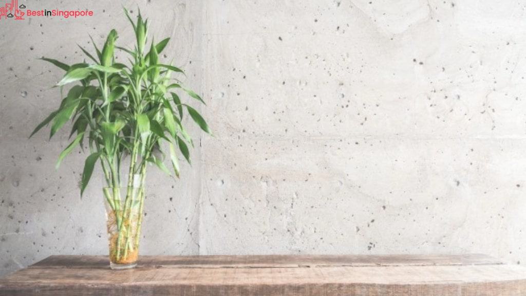 Bamboo Palm Houseplant