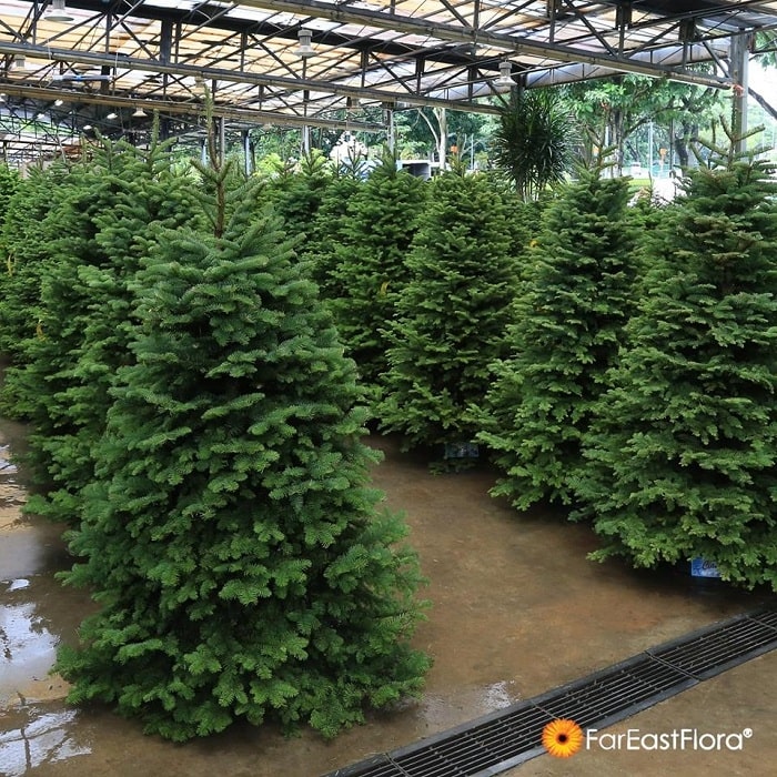 Far East Flora's Christmas Trees