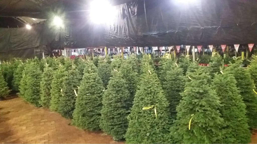 Bedok Garden & Landscape's Christmas Trees