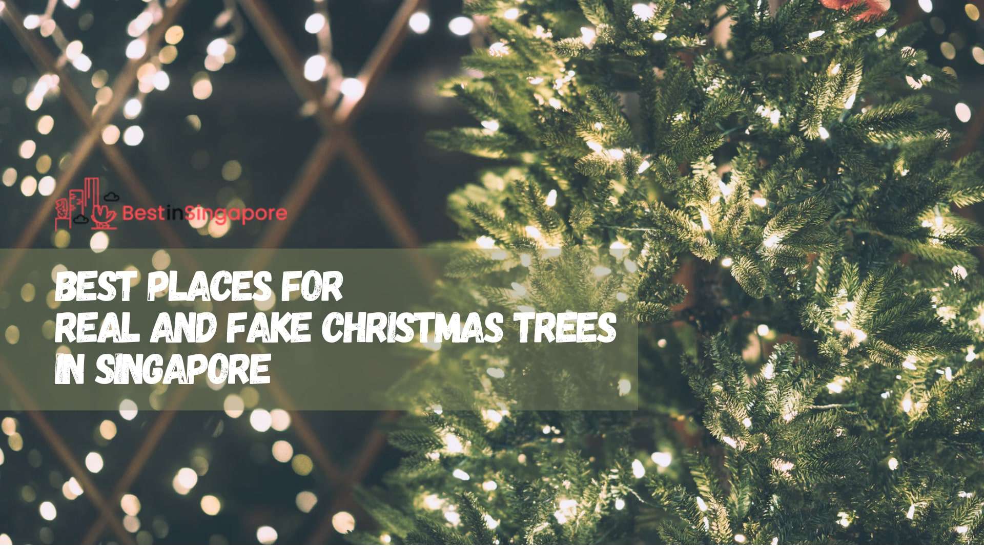 Best Christmas Trees in Singapore