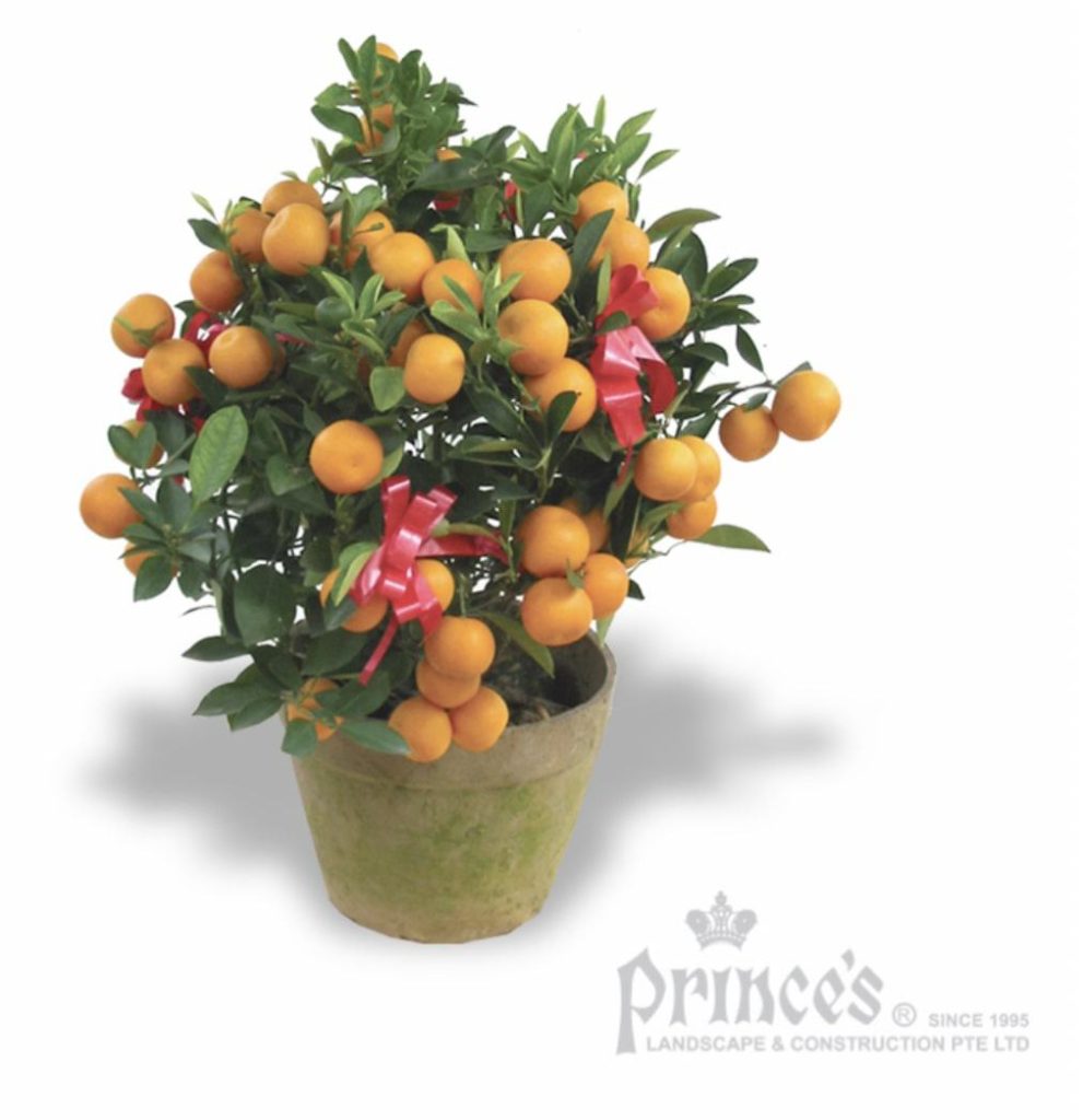 Prince’s Flower Shop Flowers
