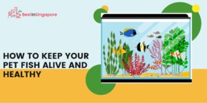 How To Keep Your Pet Fish Alive and Healthy