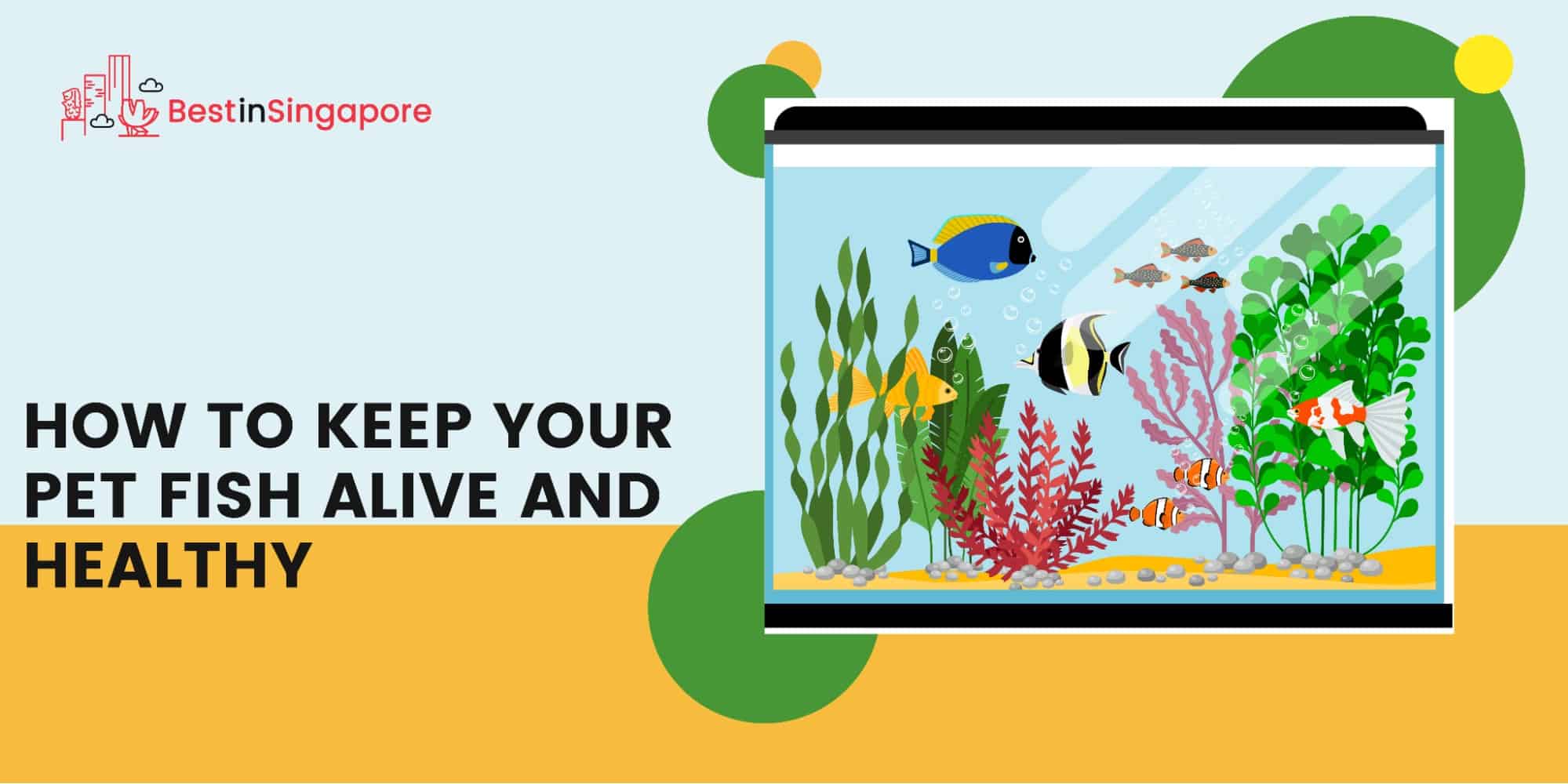 How To Keep Your Pet Fish Alive and Healthy
