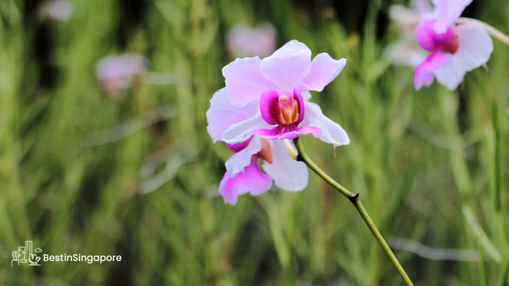 National Orchid Garden