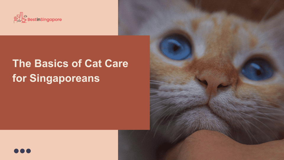 The Basics of Cat Care for Singaporeans