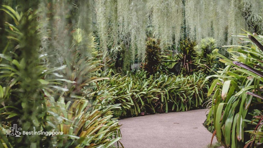 The Basics of Singapore Botanic Gardens