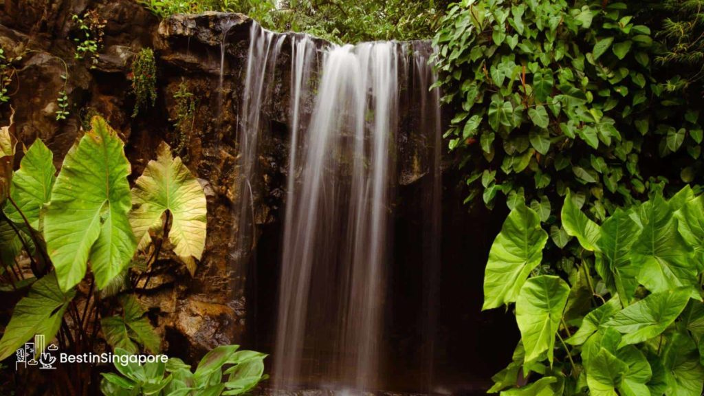 What is special about the Singapore Botanic Gardens