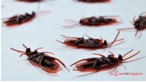 Get Pest Control Services As Needed