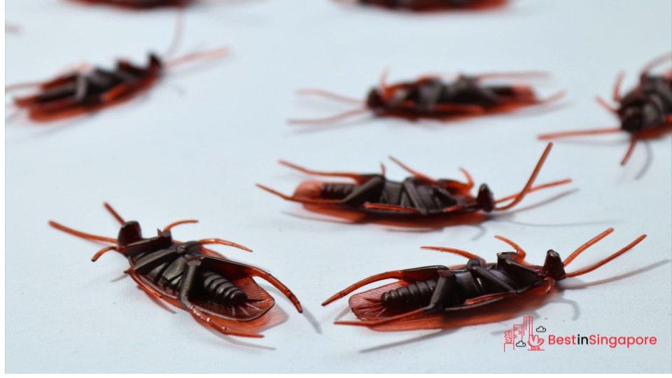 Get Pest Control Services As Needed