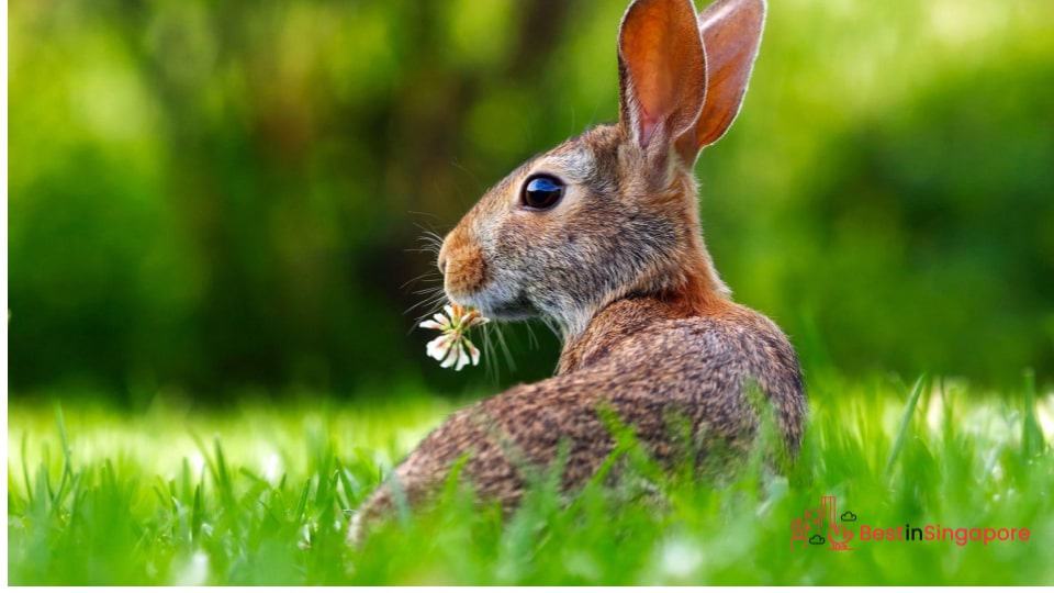 Give Your Bunny the Right Diet and Exercise