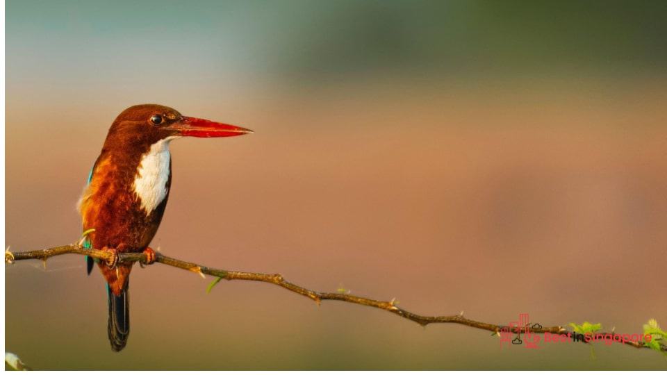 Go bird watching