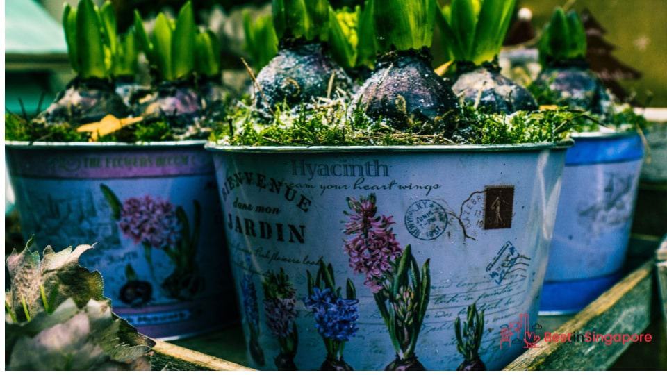 Healthier plants