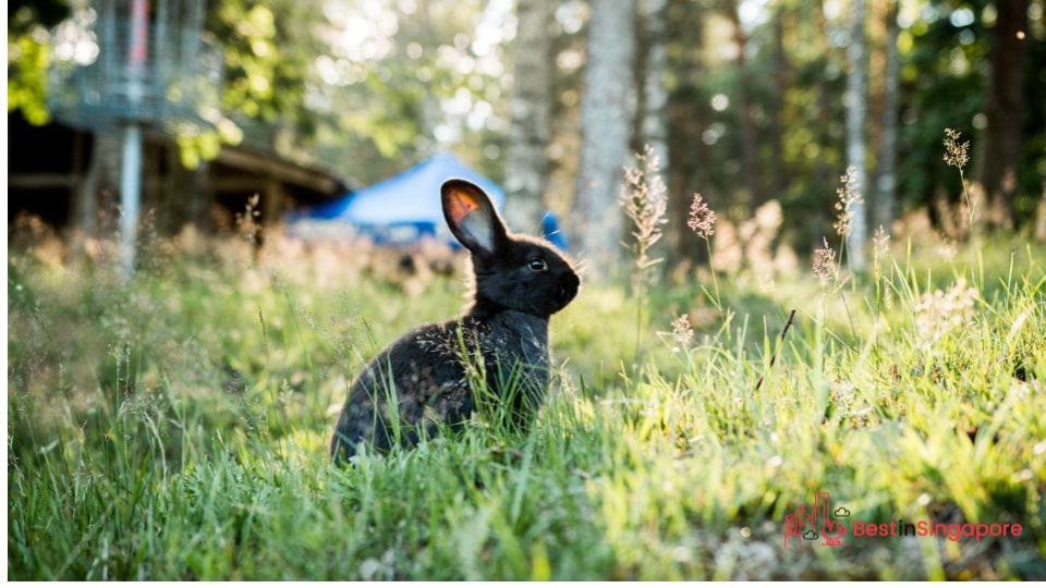 Make a List of Bunny Professionals