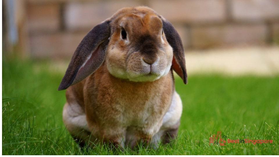 Rabbit-Proof Your Home