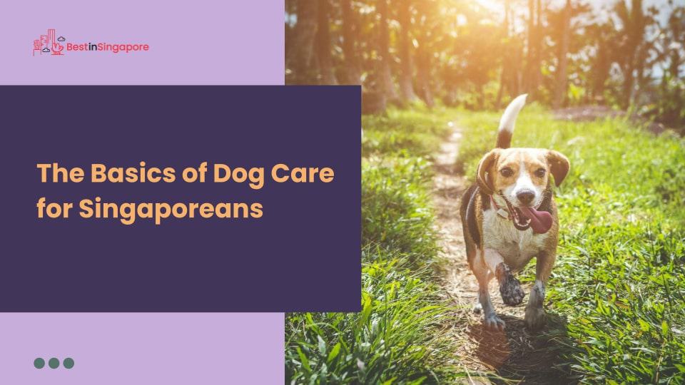 The Basics of Dog Care for Singaporeans