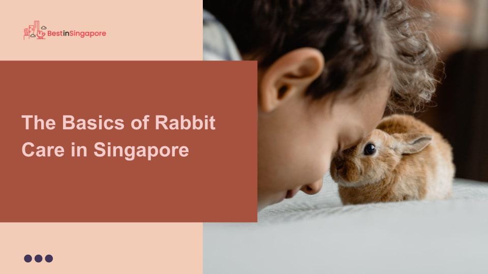 The Basics of Rabbit Care in Singapore