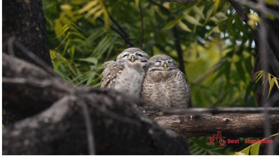 Visit Animals at the Zoo