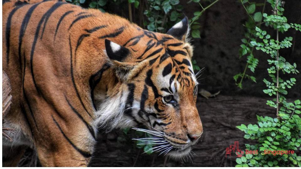 Visit some animals