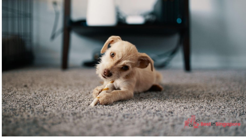 Anywhere where there are carpets (and pets)