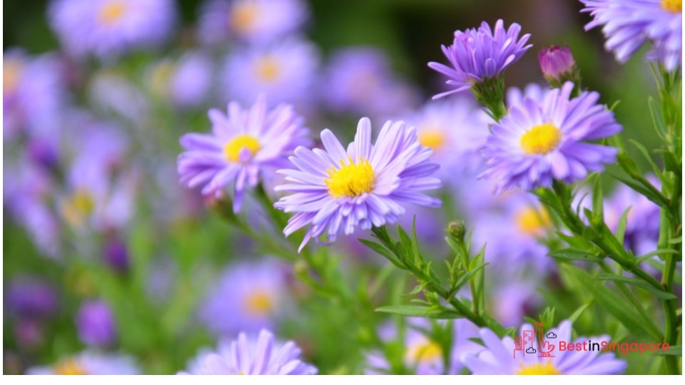 Daisies for Your Fifth Wedding Anniversary