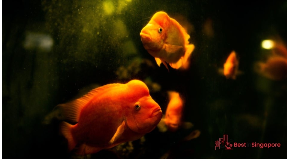 Don’t overfeed your fish