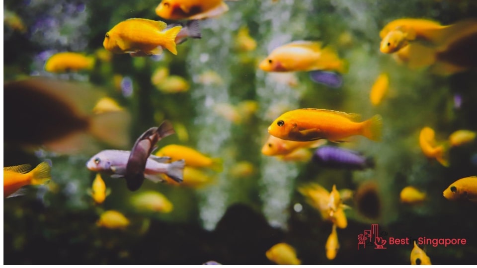 Ensure that all the fish are compatible with one another