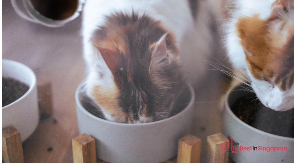 Give quality food and clean water