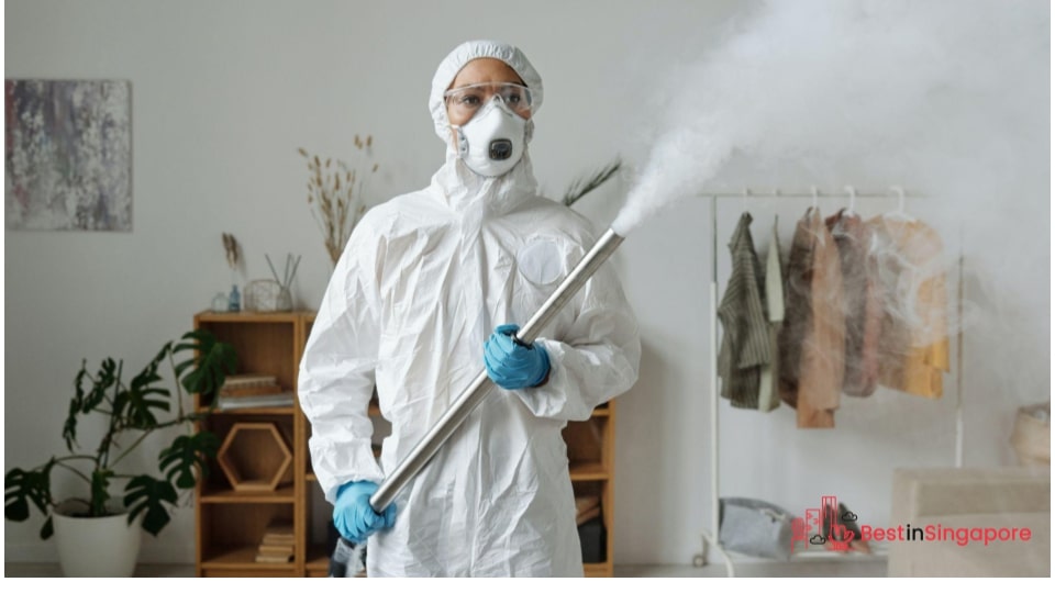 Hire professional mold removal services
