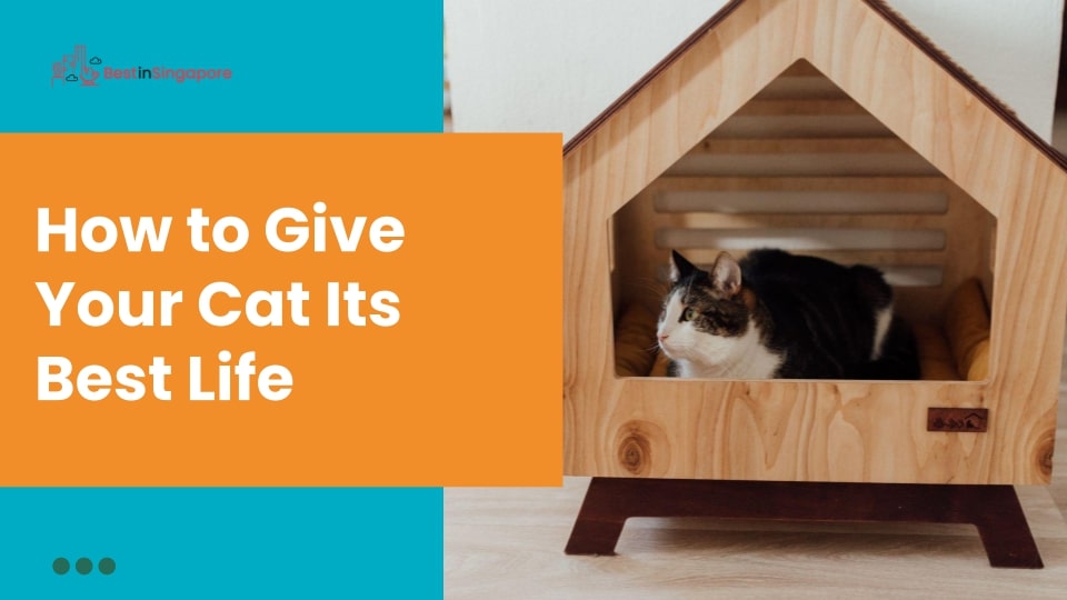 How to Give Your Cat Its Best Life