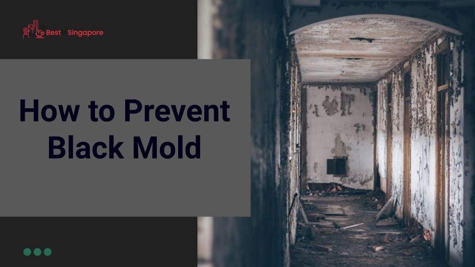 How to Prevent Black Mold