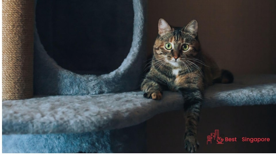 Keep your cat’s environment sanitized