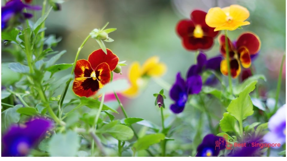 Pansies for Your First Wedding Anniversary