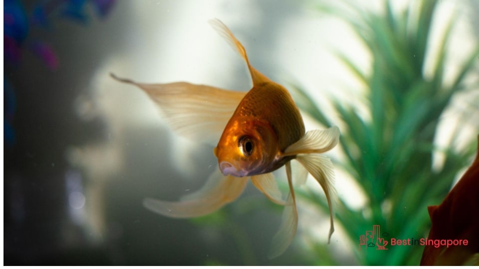 Regular clean your fish tank and water