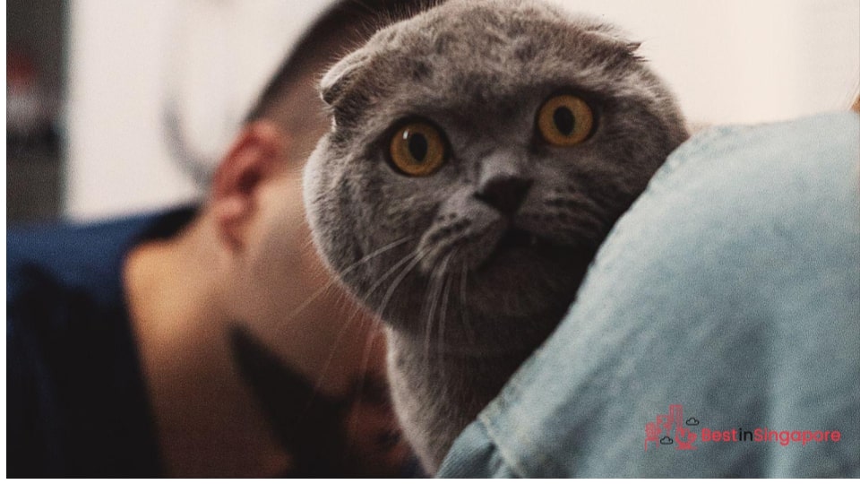 Schedule routine veterinary checkups