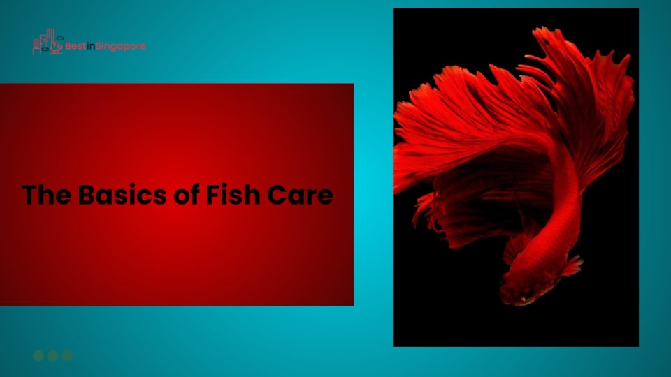 The Basics of Fish Care