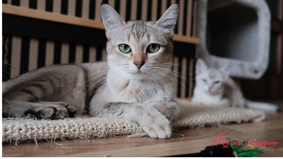 To protect yourself from vet bill shock