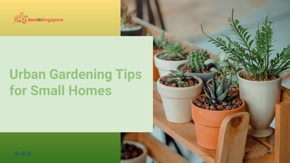 Urban Gardening Tips for Small Homes