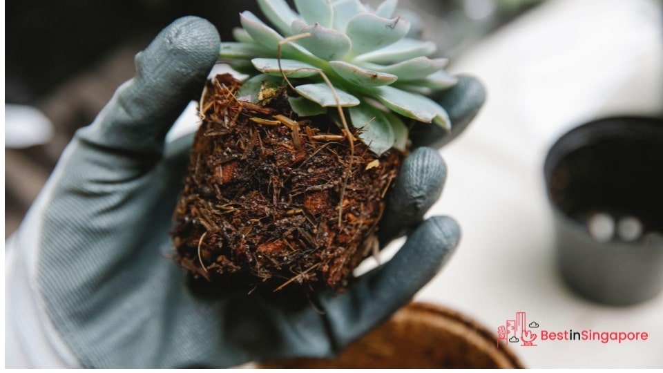 Use planters and pots