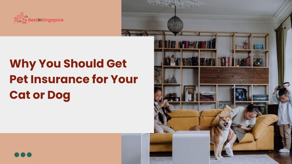 Why You Should Get Pet Insurance for Your Cat or Dog